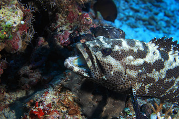 Camouflage grouper fish (Epinephelus polyphekadion) 
