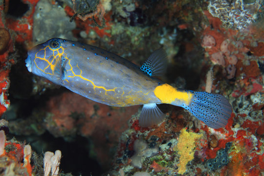 Yellow boxfish (Ostracion cubicus) 