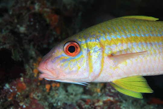 Yellowfin goatfish (Mulloidichthys vanicolensis) 