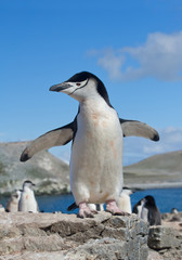 Chinstrap penguin standing on rock, with open wings, clean blue background, South Shetland Islands, Antarctica