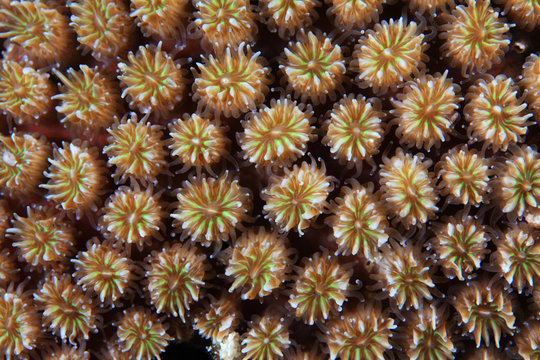 Close up of stony coral with coral polyps 