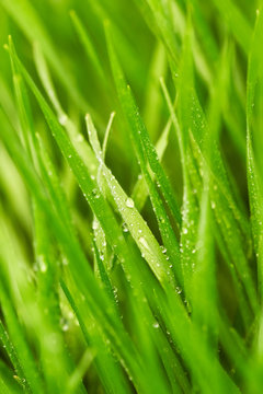 Grass with drops of water