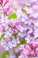 Lilac flowers close up