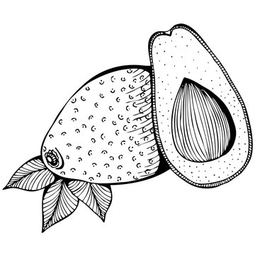 Monochrome vector drawing of avocado