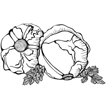 Monochrome vector drawing of cabbages