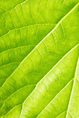 Texture of green leaf 