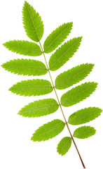 Acacia leaf