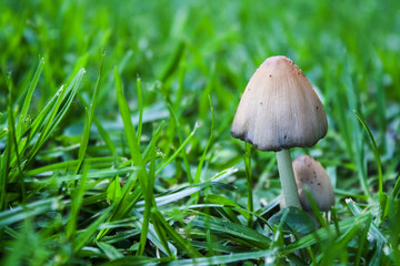 Wild ink cap mushrooms growing in grass lawn