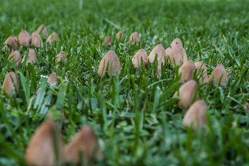 Ink cap mushroom fungi growing in lawn