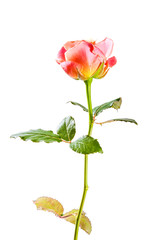 Pink rose flowers isolated