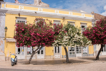 Street view of Faro center with beautiful Nerium oleander trees.