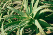 Aloe vera background