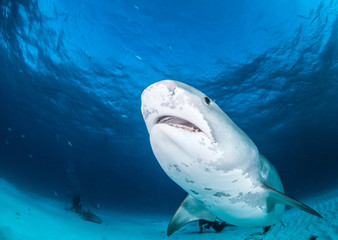 Obraz premium Tiger shark