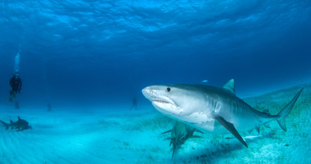 Obraz premium Tiger shark