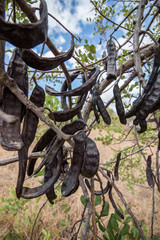 Close up view of a bunch of carob fruits hanging from the tree.