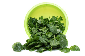 Close view of a bunch of fresh spinach on a green bowl, isolated on a white background.
