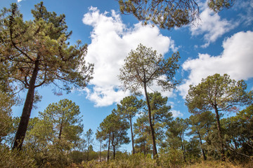 Beautiful landscape view of a bunch of pine trees over a cloudy