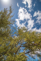 Close view of the tamarix africana plant, natural of the Ria Formosa marshlands, Portugal.