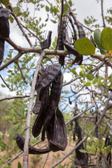 Close up view of a bunch of carob fruits hanging from the tree.