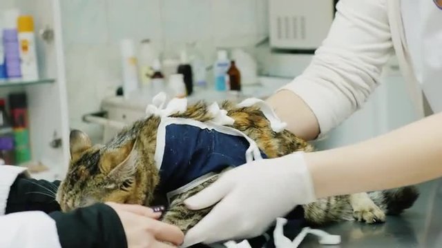 Veterinarian makes dressing a cat after surgery