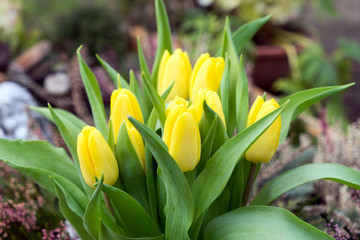 yellow tulips / yellow tulips in a garden