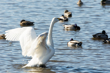 開翼する白鳥