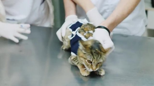 Veterinarian makes injection cat