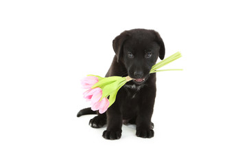 Beautiful black labrador puppy with flowers isolated on a white