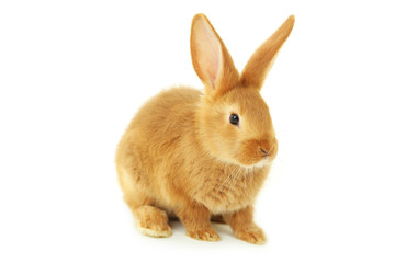 Young red rabbit isolated on white