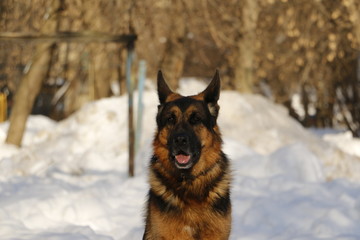 Собака немецкая овчарка на снегу в зимний солнечный день