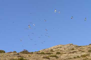 Gulls  in a blue sky over the top of the mountain.
