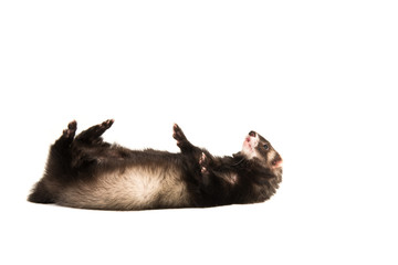 Cute ferret lying on its back playing around isolated on a white background