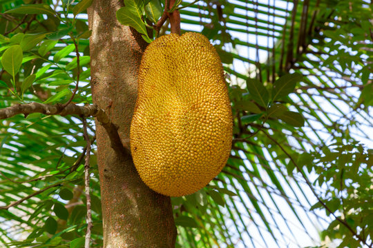 Breadfruit on the tree.