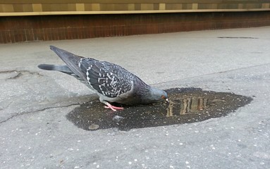 Pigeon drinking wrom the pond