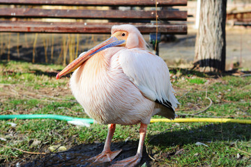 Lovely older pelican in the micro nature reserve of the Natural Science Museum Complex Constanta ,Romania