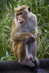 обезьяна сидит