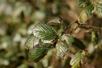 Brambles and Briars in February