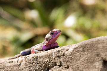 watchful lizard on concrete floor