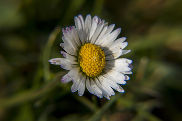 Obraz premium Margherita