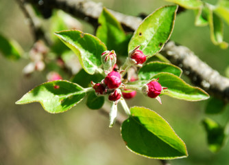 buds of fruit trees. Primrose. Spring. Awakening of nature