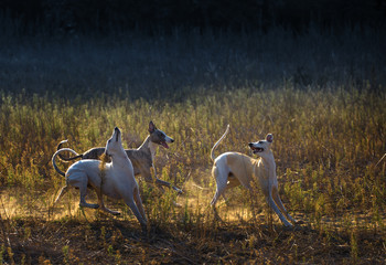three whippet dogs run