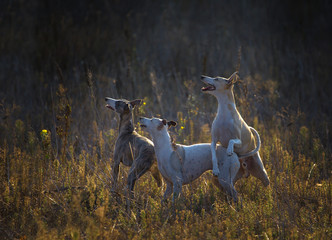 three whippet dogs wait