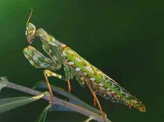Mediterranean marbled mantis Blepharopsis mendica