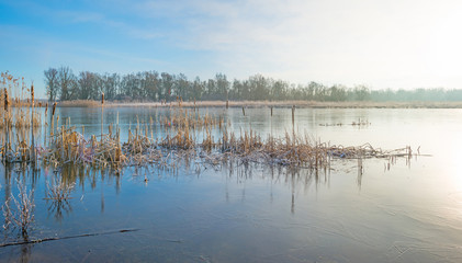 Shore of a lake in sunlight in winter