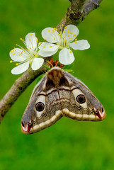 Saturnia pavoniella silkmoth on plum flowers