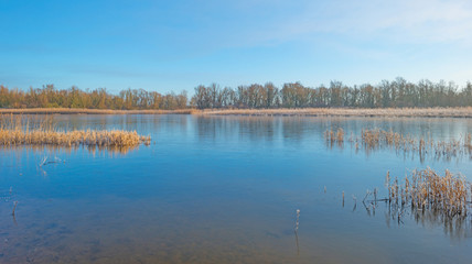 Shore of a lake in sunlight in winter