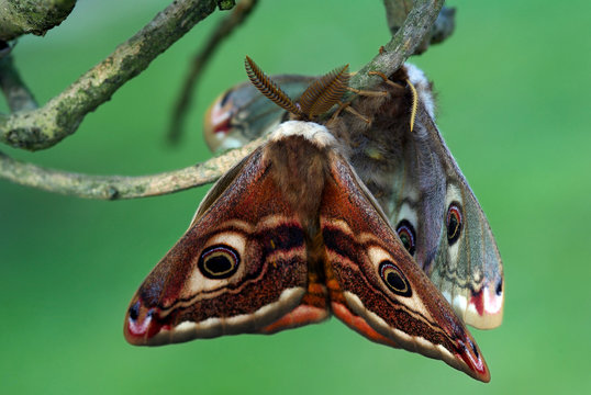 Moths in love (silkmoth Saturnia pavoniella)