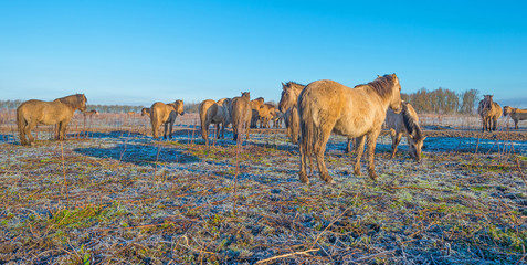 Horses in frozen nature in winter © Naj