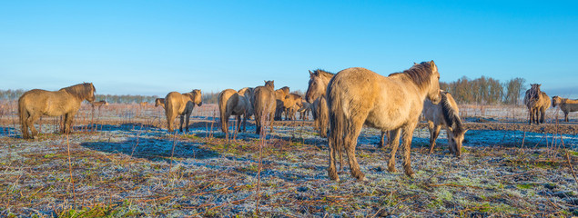 Horses in frozen nature in winter © Naj