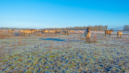 Horses in frozen nature in winter © Naj